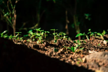 Moet Hennessy and ChangeNOW to co-organize the next World Living Soils Forum, an international event dedicated to soil conservation.